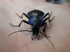 Carabus sylvosus
