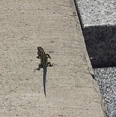 Plestiodon finitimus