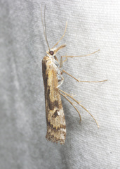 Hednota pedionoma