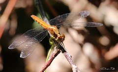 Erythrodiplax melanorubra