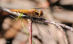 Erythrodiplax melanorubra