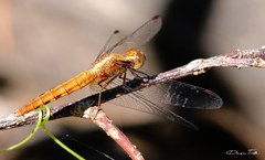 Erythrodiplax melanorubra