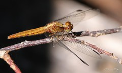 Erythrodiplax melanorubra