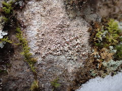 Lecanora subimmergens