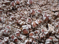 Lecanora subimmergens