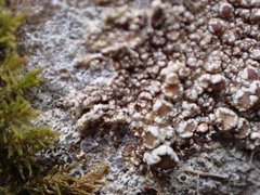 Lecanora subimmergens