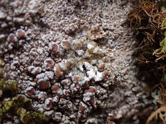 Lecanora subimmergens
