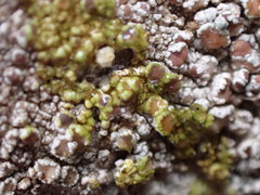 Lecanora subimmergens