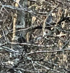 Zonotrichia leucophrys