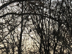 Zonotrichia leucophrys