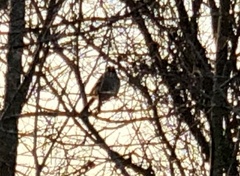 Zonotrichia leucophrys