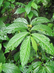 Elatostema