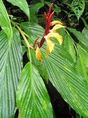 Cautleya spicata