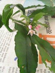 Ardisia macrocarpa