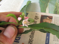 Ardisia macrocarpa