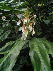 Hedychium spicatum