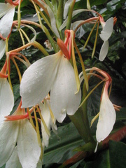 Hedychium spicatum