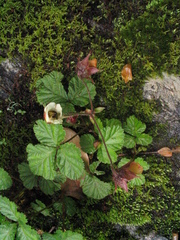Rubus nepalensis