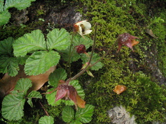 Rubus nepalensis