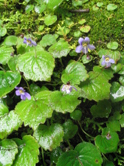 Platystemma violoides