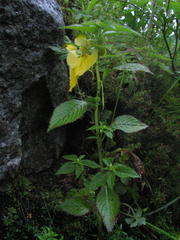 Impatiens falcifer