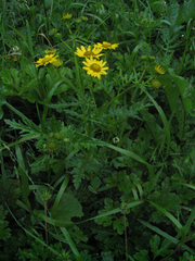 Senecio chrysanthemoides