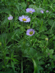 Erigeron multiradiatus