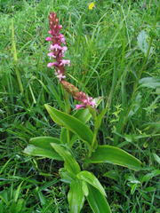Satyrium nepalense