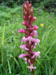Satyrium nepalense