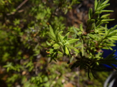 Hibbertia crinita