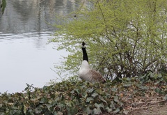 Branta canadensis