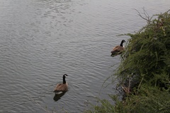 Branta canadensis