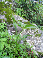 Arisaema jacquemontii