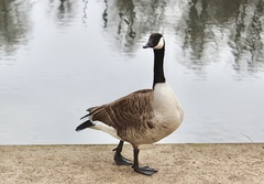Branta canadensis
