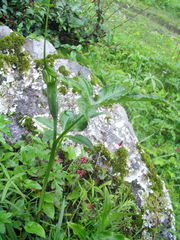 Arisaema jacquemontii