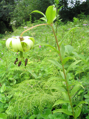 Lilium nepalense