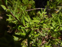 Hibbertia crinita