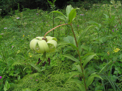 Lilium nepalense