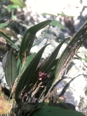 Trichosalpinx blaisdellii