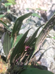 Trichosalpinx blaisdellii