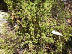 Hibbertia crinita