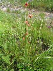 Epipactis royleana