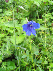 Delphinium kamaonense
