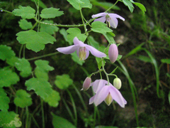 Thalictrum reniforme