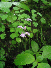 Thalictrum reniforme