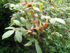 Rosa macrophylla
