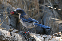 Aphelocoma insularis