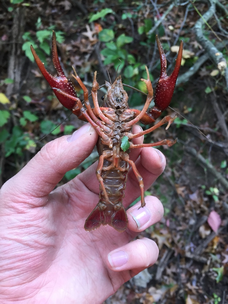 White River Crayfish from John Heinz National Wildlife Refuge at ...