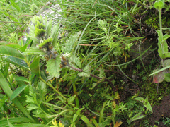 Ajugoideae