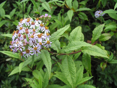 Aster albescens